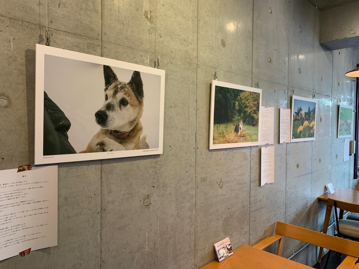 国立のカフェ『chuff』で写真展「Call my name 原発被災地の犬猫たち」開催 / 1月28日 （日）まで
